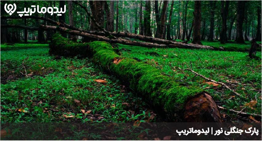 پارک جنگلی نور