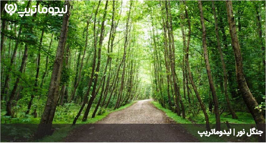 جنگل نور