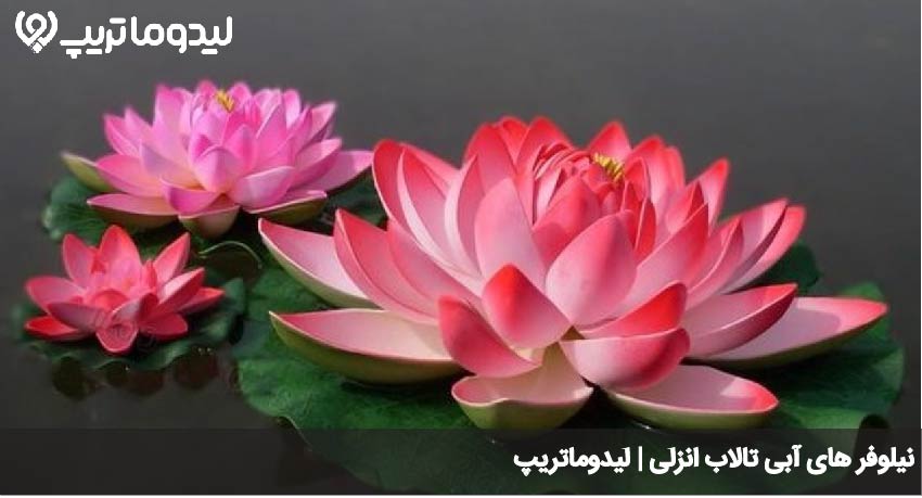 نیلوفر تالاب انزلی