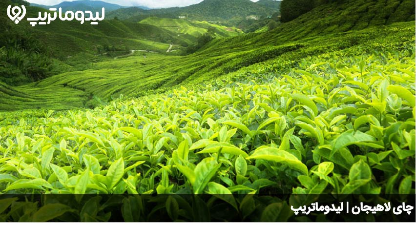 چای لاهیجان