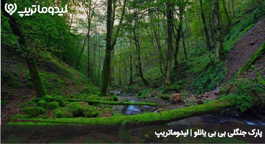 جنگل بی بی یانلو
