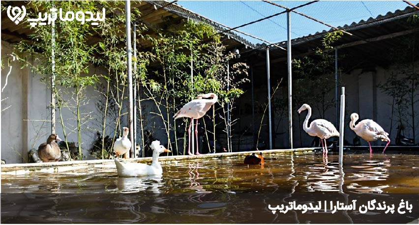 باغ پرندگان
