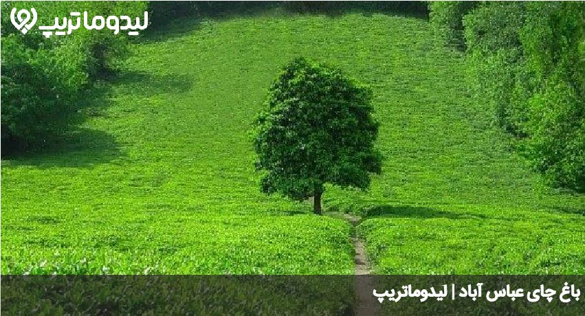 باغ چای عباس آباد