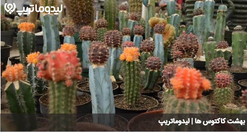 بهشت کاکتوس ها