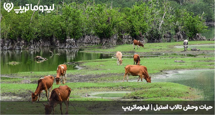حیات وحش تالاب استیل