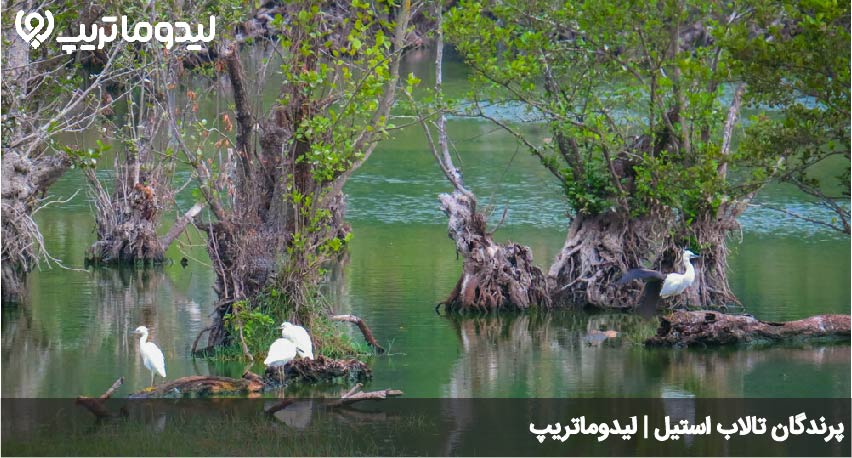پرندگان تالاب استیل