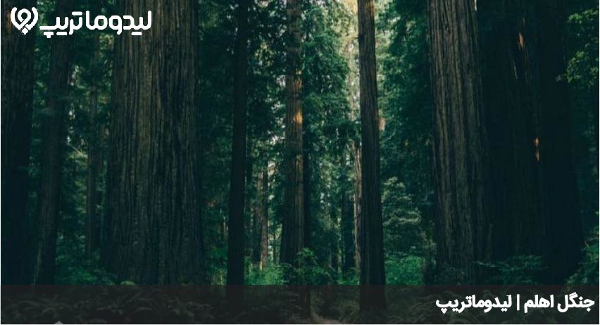 جنگل اهلم