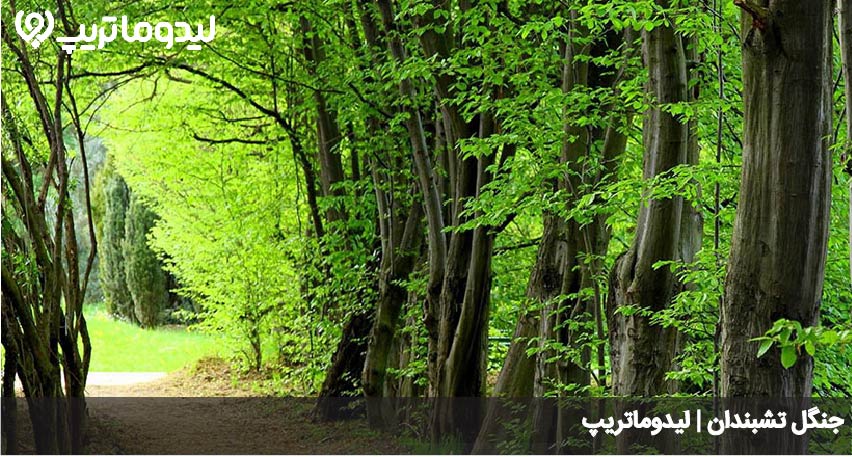 جنگل تشبندان