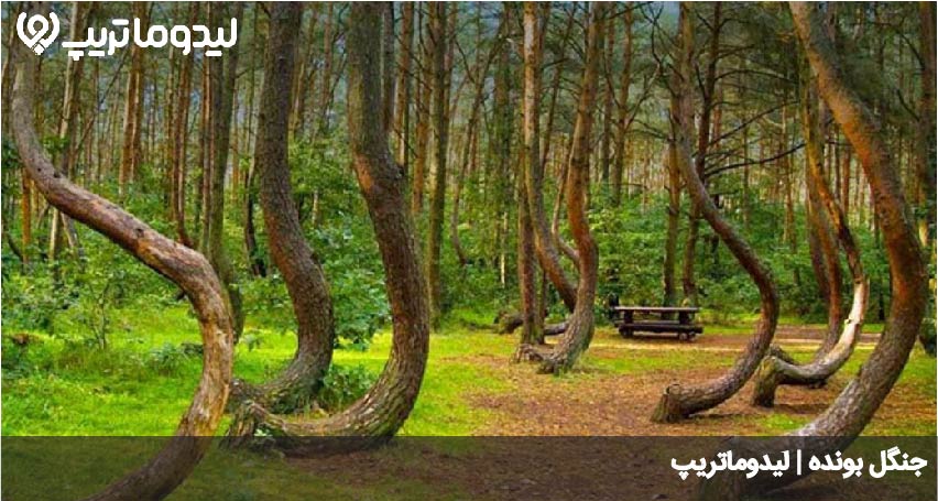 جنگل بونده