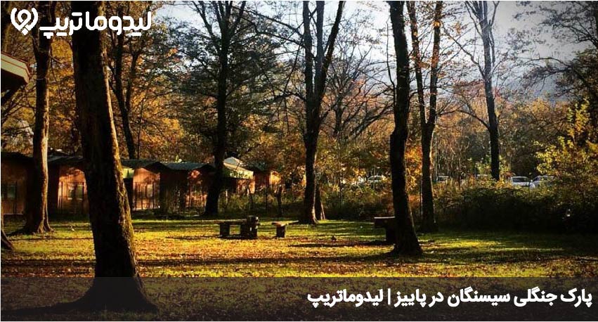 جنگل سیسنگان در پاییز