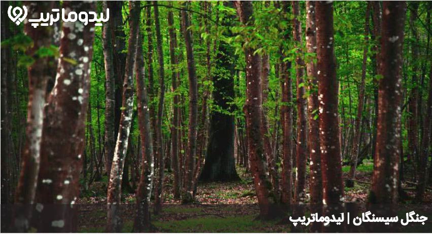پارک جنگلی سیسنگان