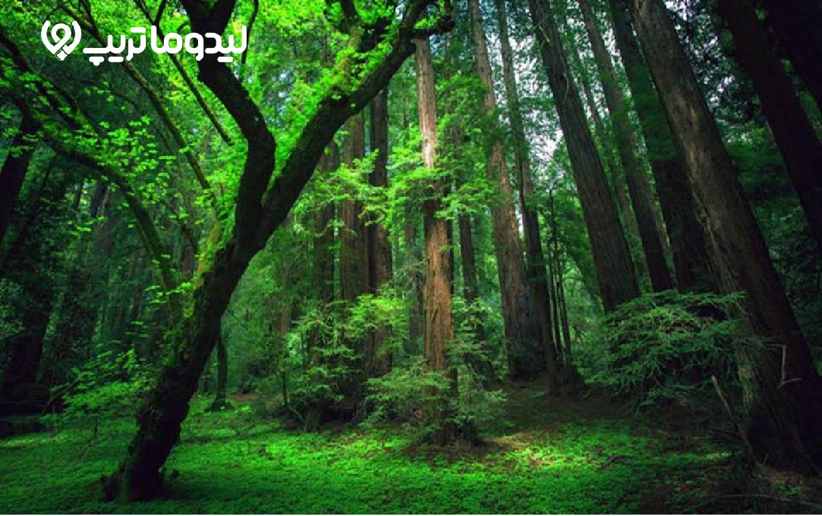 پارک جنگلی سیسنگان
