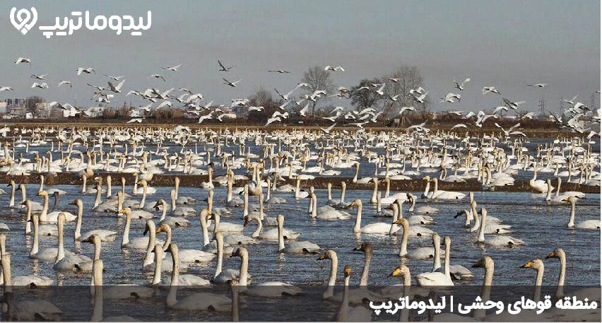 قوهای وحشی سرخرود