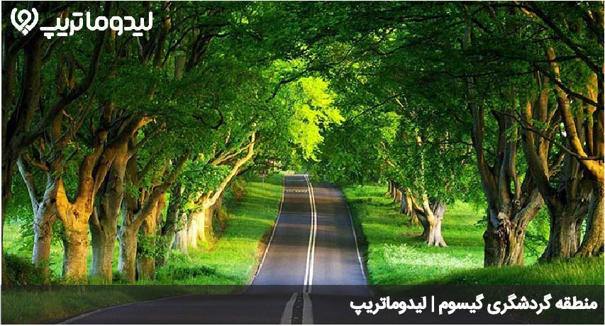 گیسوم