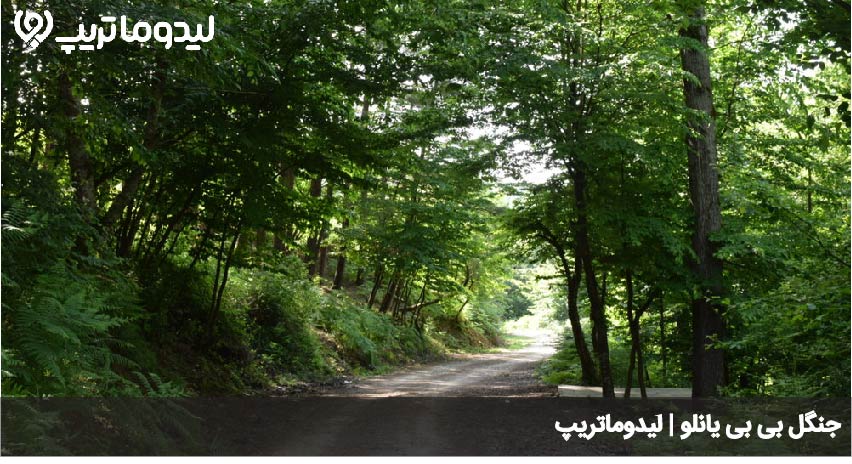 جنگل بی بی یانلو