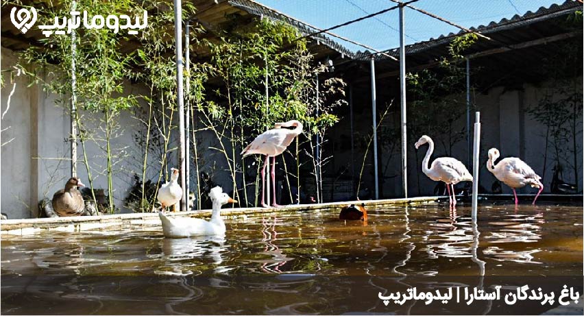 بی بی یانلو