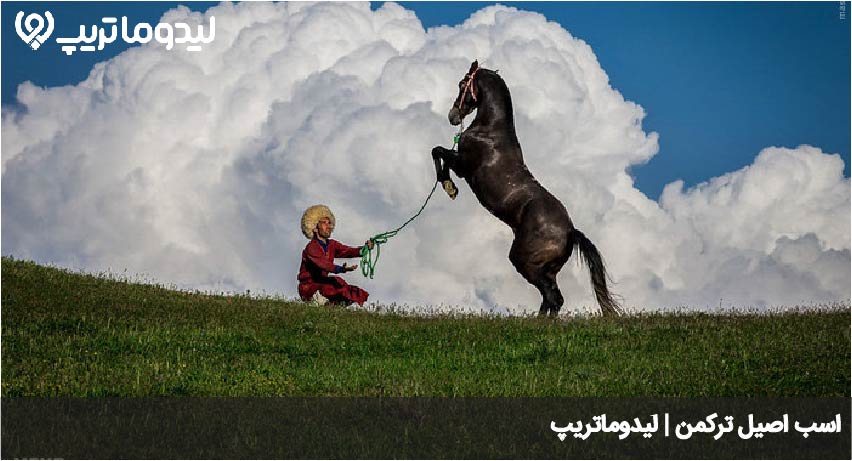 اسب ترکمن