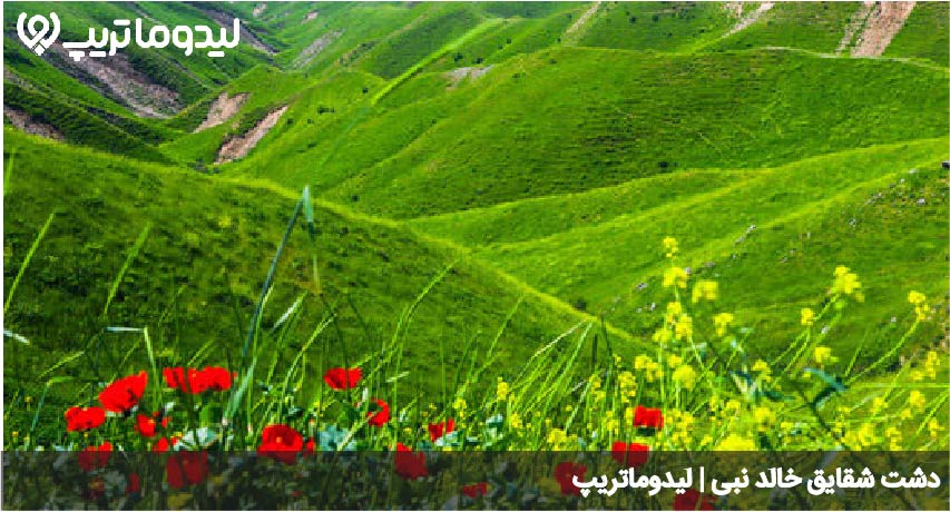 دشت شقایق خالد نبی