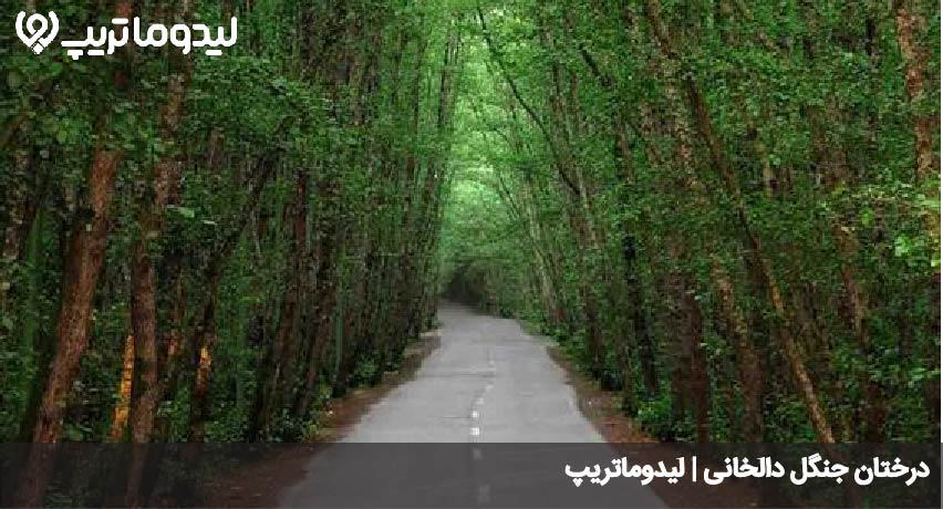 جنگل دالخانی