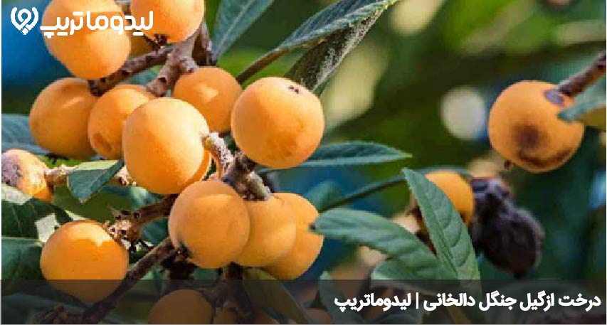 خوراکی های دالخانی