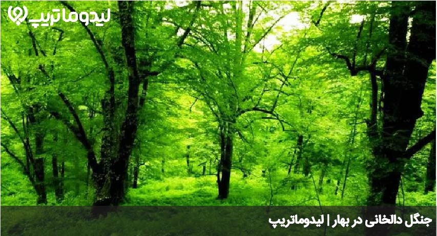 جنگل دالخانی