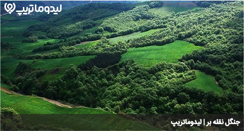 جنگل نقله بر
