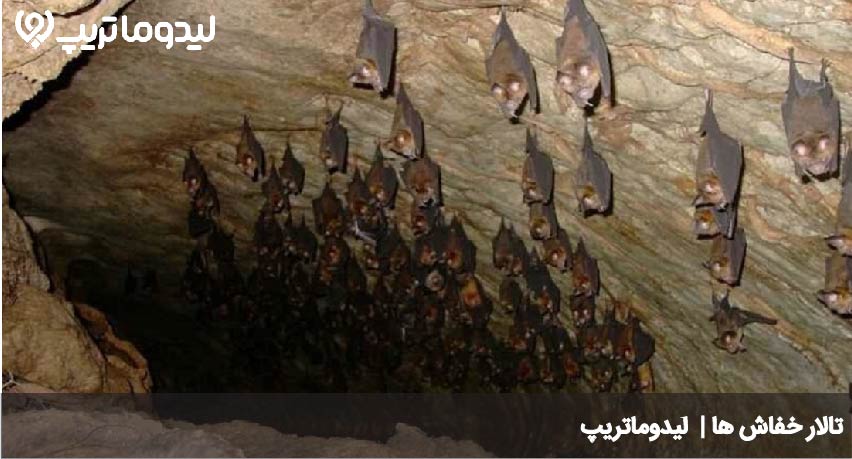 تالار خفاش ها