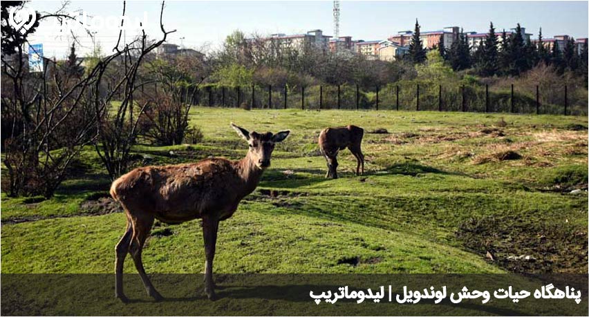 پناهگاه حیات وحش لوندویل