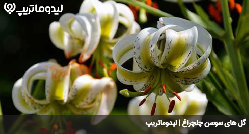 مازیچال