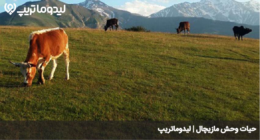 مازیچال