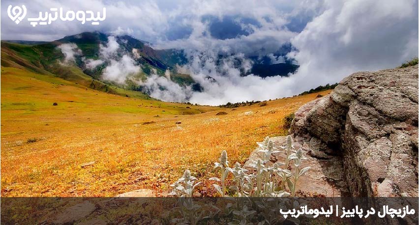 مازیچال