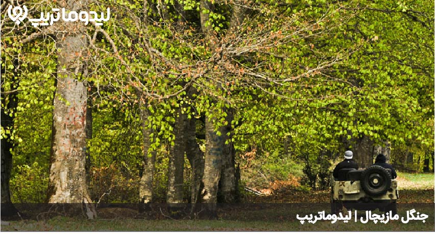 جنگل مازیچال