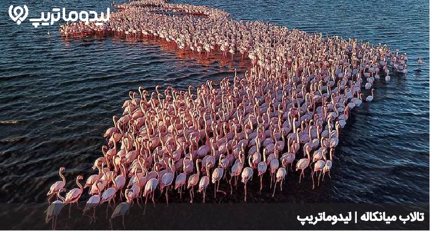 میانکاله