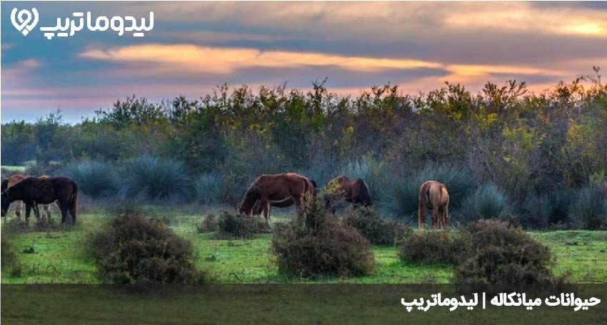 میانکاله