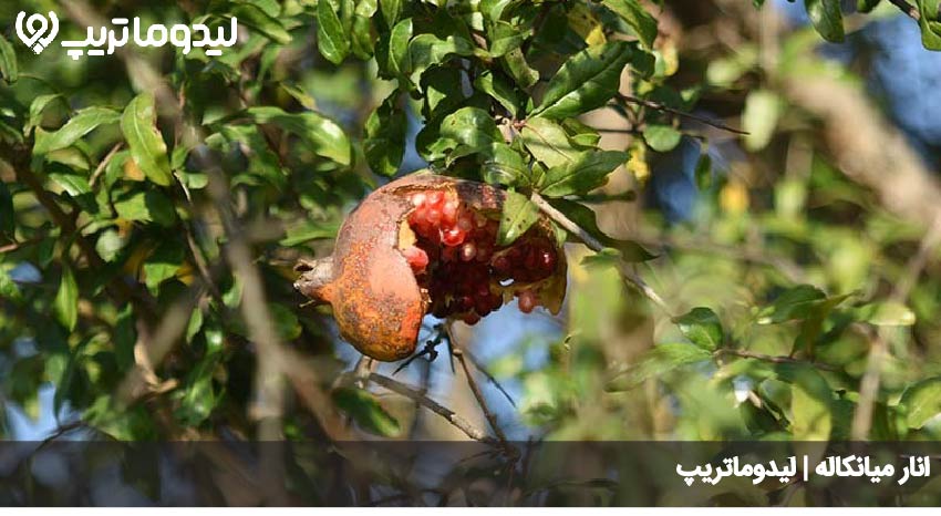 انار میانکاله