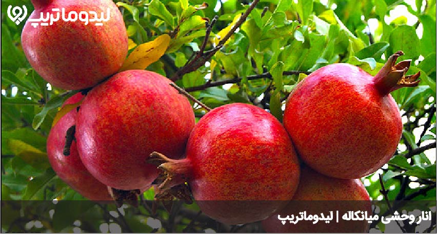 انار میانکاله