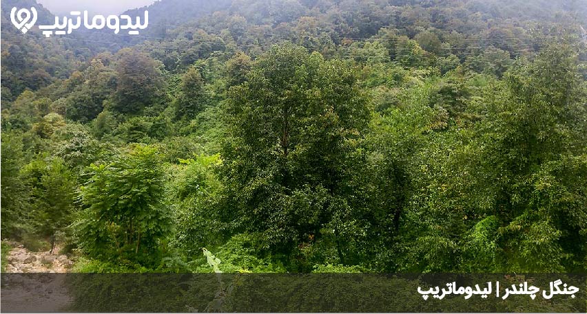 چلندر