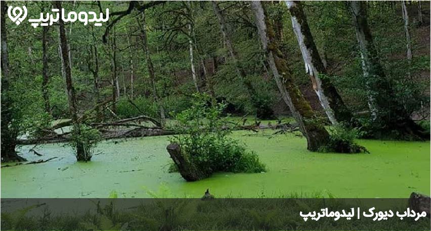 مرداب دیورک