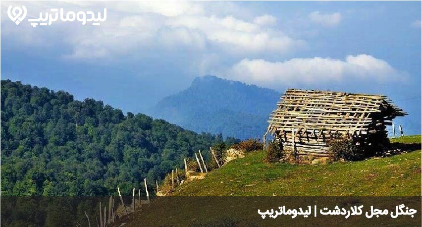 جنگل مجل