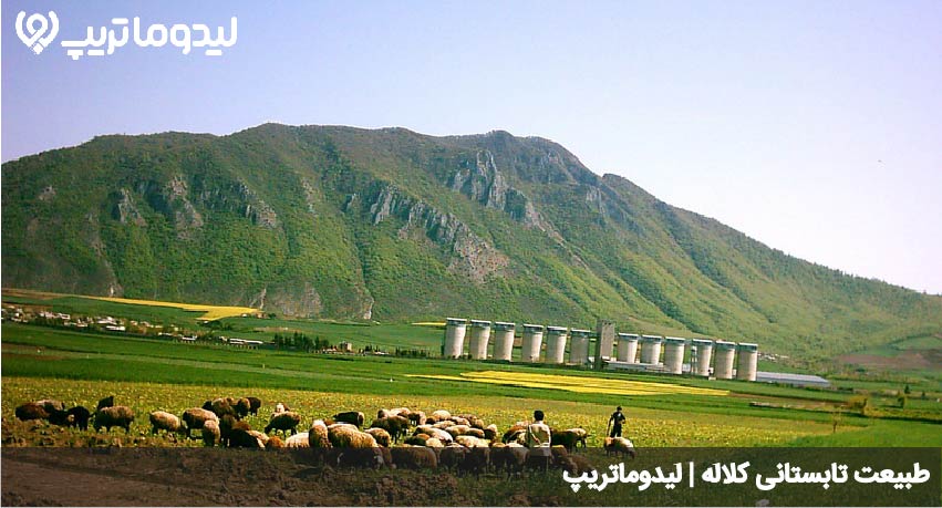 کلاله