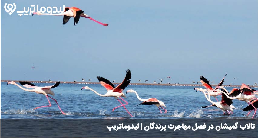 گمیشان