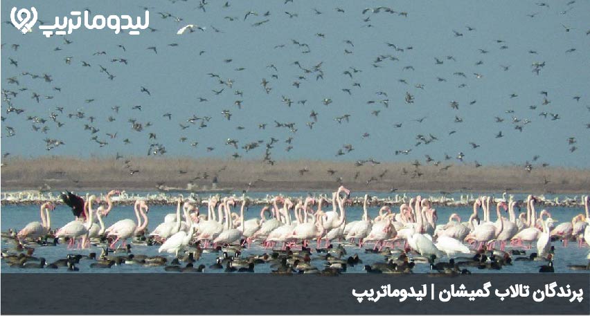 گمیشان