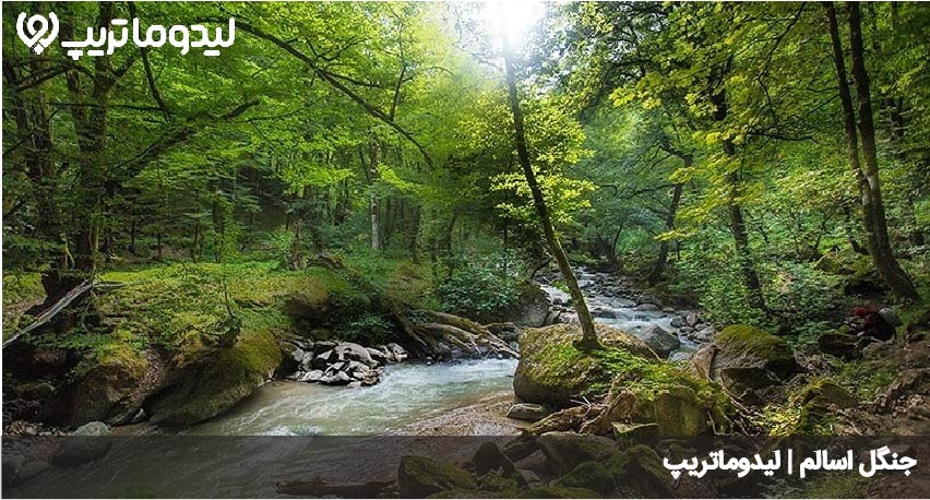 جنگل اسالم