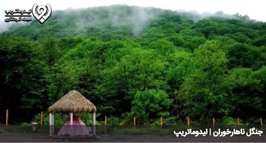 جنگل ناهارخوران