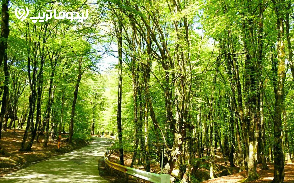 جنگل النگدره، یکی از هفت جاذبه برتر گردشگری ایران