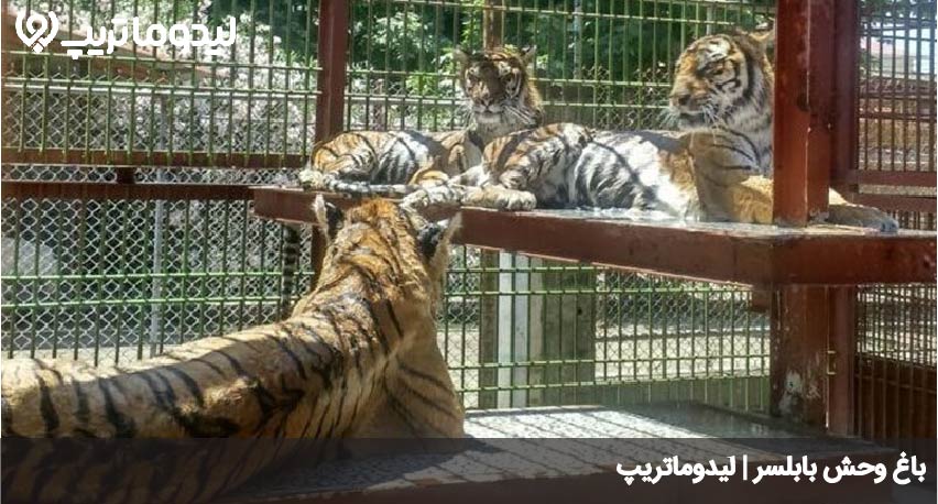 باغ وحش بابلسر
