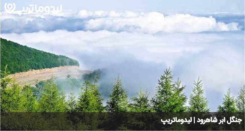 جنگل ابر