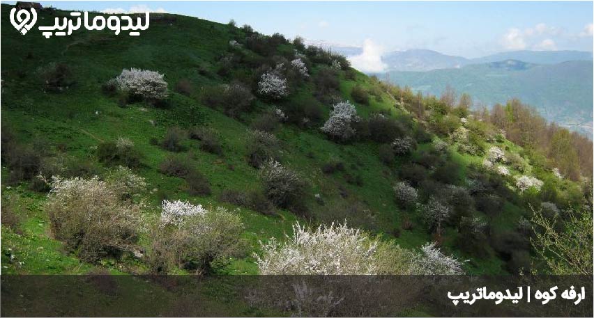 ارفه کوه