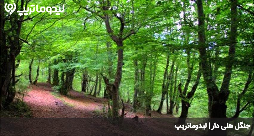 جنگل هلی دار