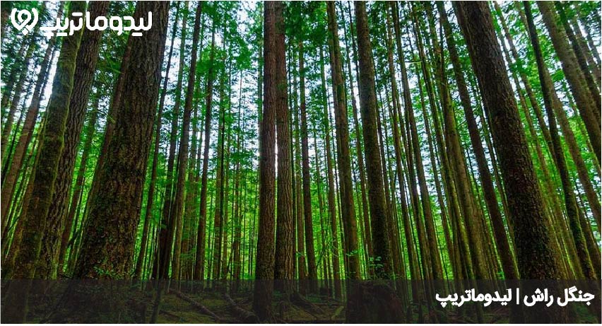 جنگل راش